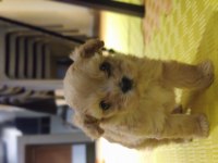 Oyuncu minik maltipoo