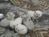 Ücretli sahiplendirilecek kediler