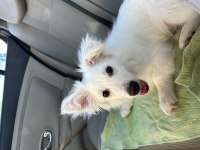Rus finosu 5 aylık köpeğimiz