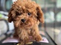 Petmode den 5 aylık 700 gr kore tea cup poodle 