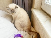 1.5 yaşında kısırlaştırılmış blue point british shorthair