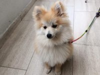 4 Aylık dişi eğitimli adı şila spitz