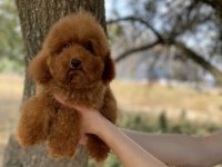 Red brown erkek toy poodle