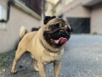 ERKEK A KALİTE PUG EŞLEME TECRÜBELİ