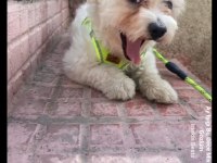 A KALİTE TERRİER MALTESE