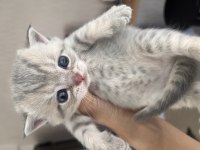 Yavru Scottish Fold