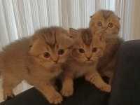 Black Golden Sıfır Kulak Dişi Scottish Fold Yavrular