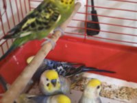 Acil satılık muhabbet kuşlarım