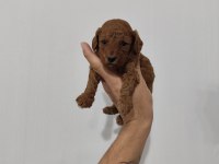 SEVİMLİ TÜY YUMAKLARI POODLE