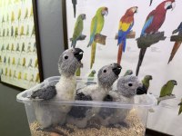 BEBEK YAVRU JAKO PAPAĞANLARIMIZ