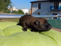 Rezerve açık üst düzey malinois yavrular