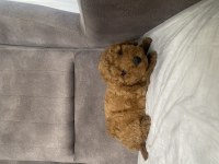 MİNİ BOY MALTİPOO ERKEK YAVRUM