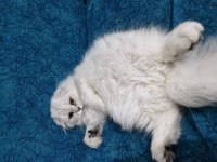 Mükemmel Güzellikte Scottish British Longhair