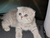 Rezerve açık scottish fold