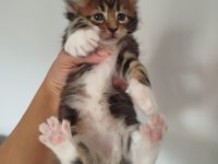 Muhteşem Avrupa Tipi Maine Coon Yavruları