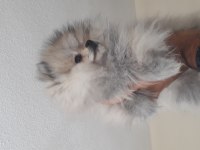 20 Ocak doğumlu pomeranian oğlumuz