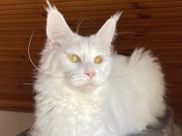 Maine Coon Xxxl