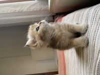 Uygun fiyatlı Safkan Golden British Shorthair