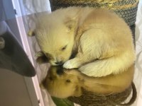 Pomeranian cinsi yavrular yeni yuva arıyor
