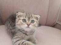 2 aylık scottish fold erkek