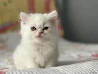 SAFKAN İRAN PERSİAN YAVRULARIMIZ YENİ YUVASINI BEKLİYOR