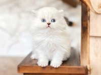 Orijinal british longhair yavrularımız