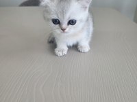 British shorthair yavrularımıza sıcak yuva arıyoruz