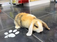 HOLLANDA LOP TAVŞAN