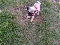 Pug yavru orijinal 2 buçuk aylık