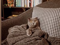 Safkan ırk uyumlu scottish fold dişi 2 yaşında
