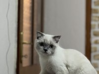 5 aylık erkek kedimiz