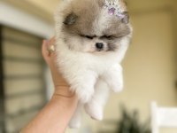 EFSANE TEACUP SIFIR BURUN DİŞİ POMERANİAN BOO