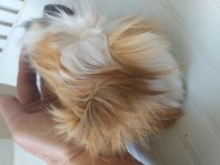 Anne altından kendi guinea pig yavrularım