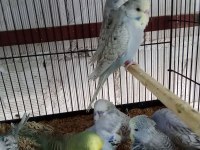 KONUŞTURMALIK RAİNBOW VE SHOW JUMBO MUHABBET KUŞU YAVRULAR