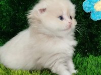 POMERANİAN BOO BAKIMLI