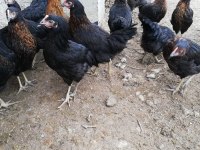 ÜCRETSİZ TESLİMAT ATAKS LOHMAN BROWN SANDY TİNTED CORAL
