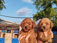 Maltipoo bebek yüzlü yavrularımız hazırlar