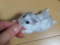 Suriye ve gonzales hamster yavrular