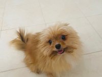 2 yaşında dişi pomeranian 1.8 kilo