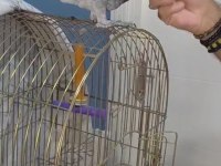 Evcil konuşan jako papağanı