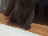 Bitter çikolata british shorthair