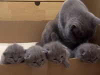 British Shorthair Bebekler