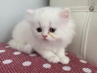 BEYAZ CHINCHILLA YAVRULARI