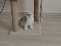 Orjinal anne baba scrli scottish fold silver topaç kafa