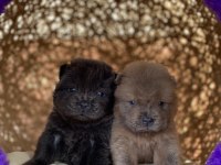 HIGH QUALITY PURPLE TONGUE CHOW CHOW PUPPIES
