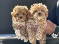 Petmode köpek çiftliğinde ziyarete açık kore maltipoo