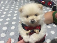 Güzellik Pomeranian 1,5 Aylık