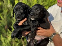 Cane corso bebekler
