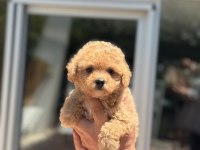 SAĞLIK VE IRK GARANTİLİ MALTİPOO KÖPEĞİ
