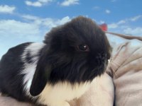 yavru hollanda lop tavşanlarımız